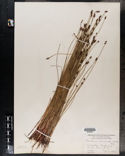 Eleocharis compressa