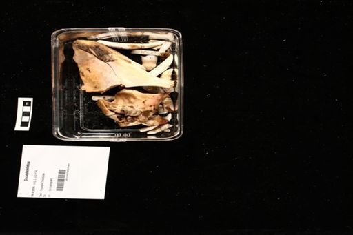 Crocodylus niloticus