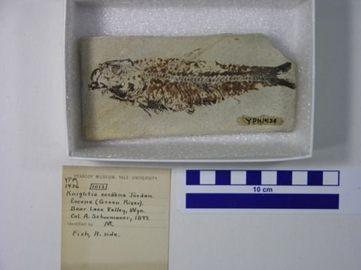 Knightia alta