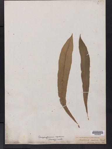Elaphoglossum