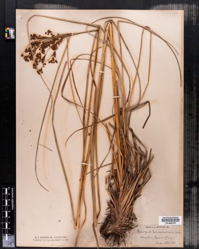 Scirpus eriophorum