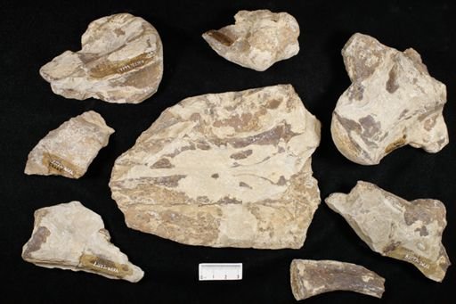 undet. Mosasauridae