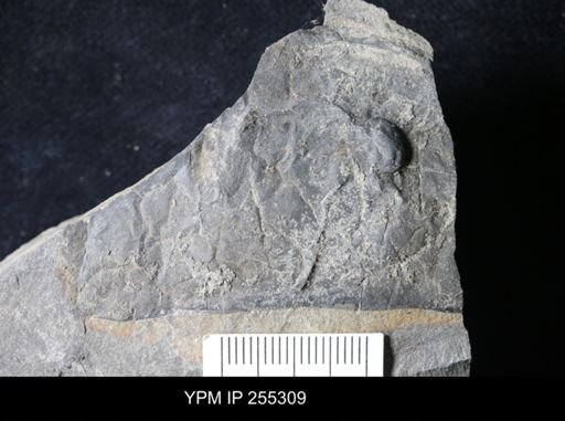 Eurypterus sp.