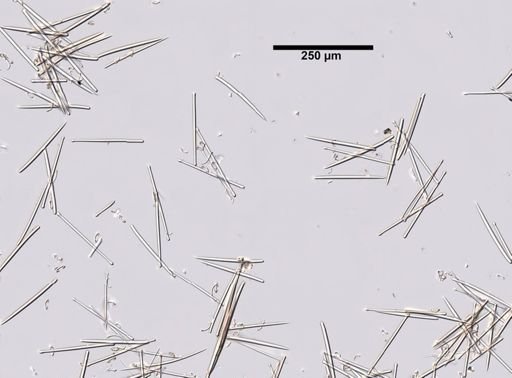 Lissodendoryx isodictyalis