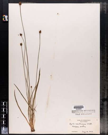 Xyris caroliniana