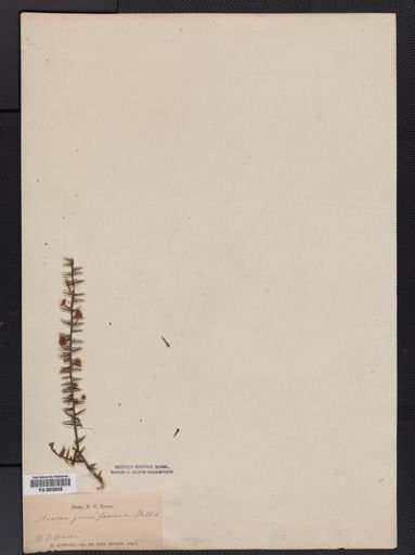 Acacia juniperina