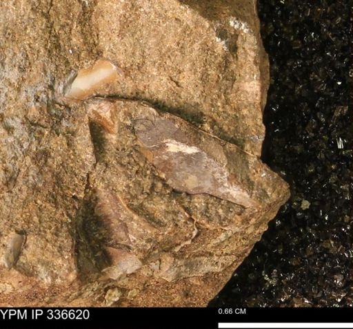 undet. Bivalvia