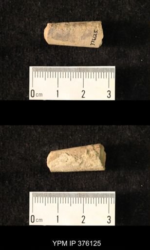 Pseudorthoceras knoxense