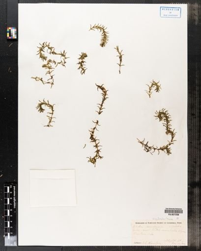 Elodea canadensis