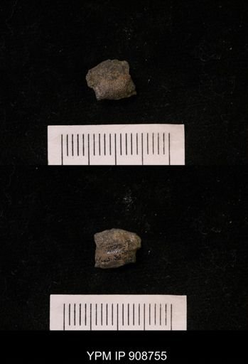 undet. Brachyura