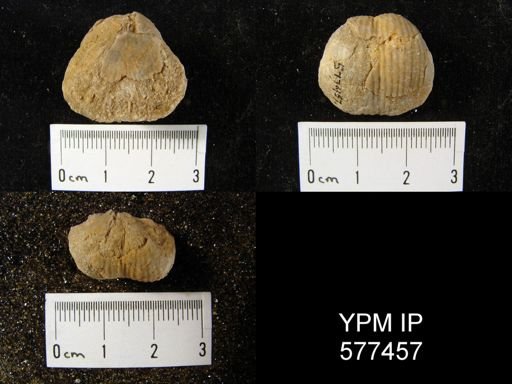 Marginifera sp.