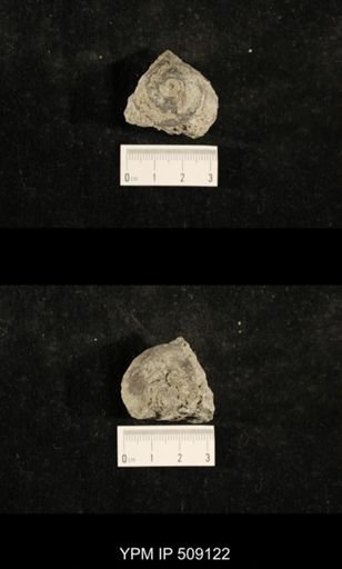 Paraliospira helena