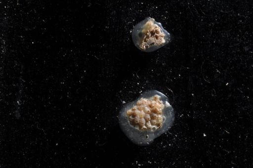 Arthropoma cecilii?