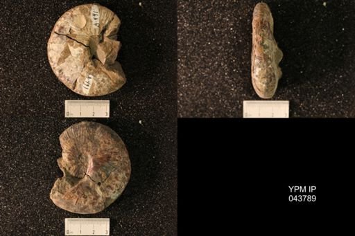 Hoploscaphites nicolletii