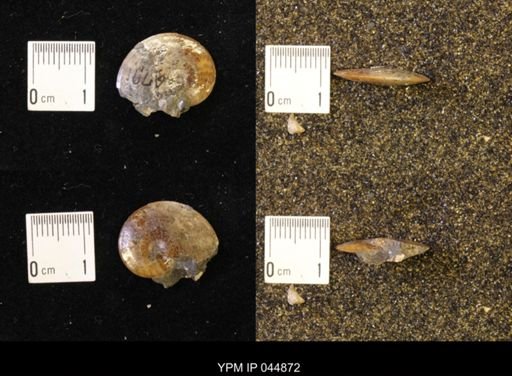 Sphenodiscus lenticularis