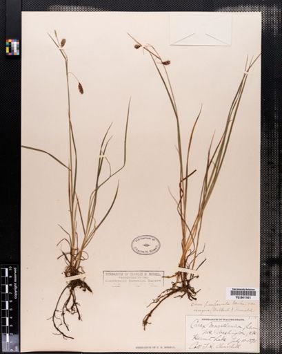Carex paupercula