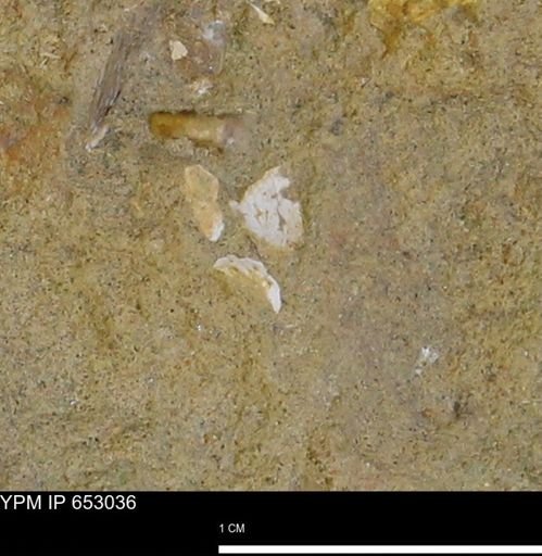 Mollusca