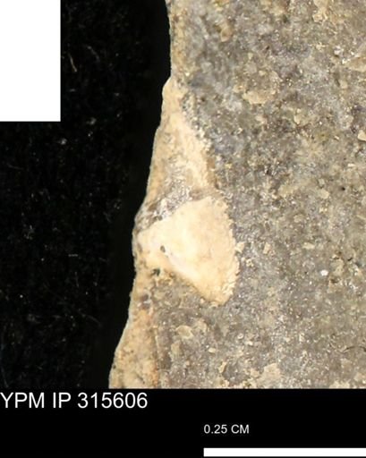 Mollusca