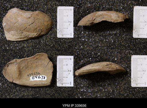 Ostrea glabra?