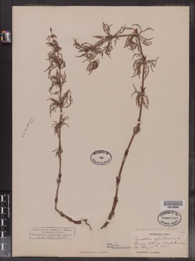 Equisetum sylvaticum