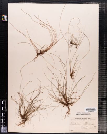 Eleocharis intermedia