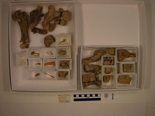 undet. Mammalia