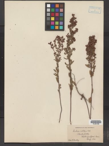 Lechea villosa