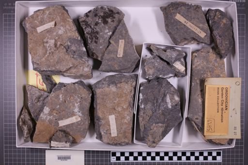 mixed taxa, stratigraphic collection
