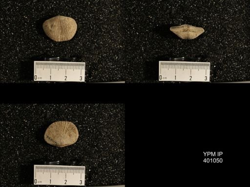 Dinorthis subquadrata
