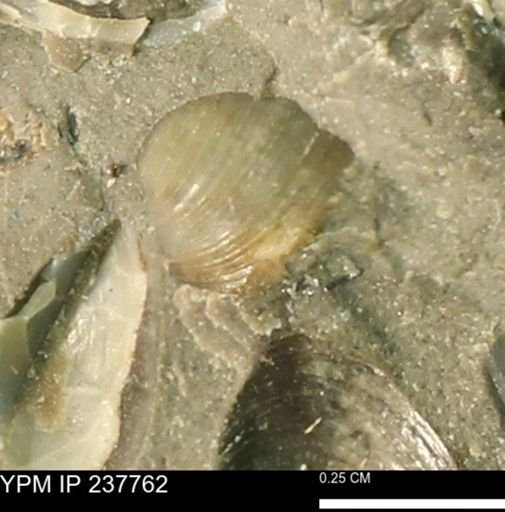 Limopsis striatopunctatus