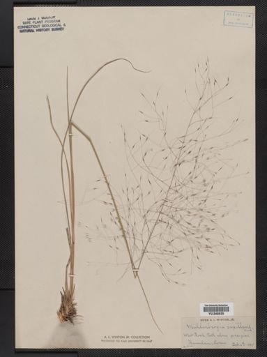 Muhlenbergia capillaris