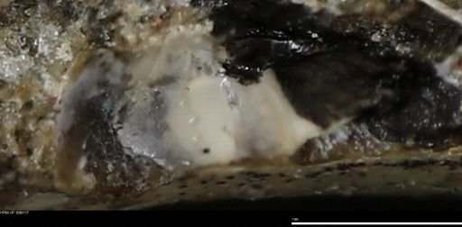 undet. Mollusca