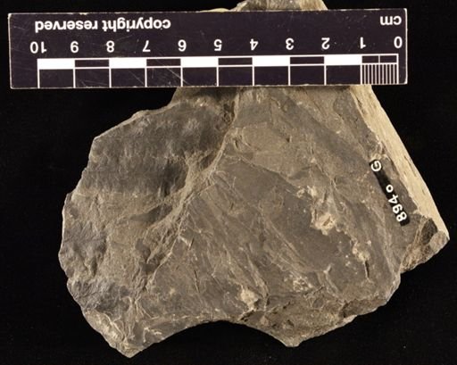 Sphenopteris sp.