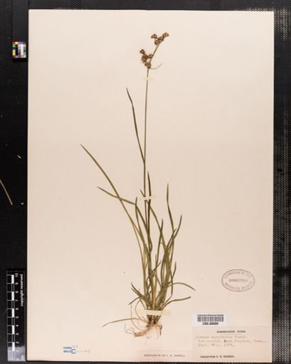 Juncus marginatus