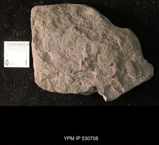 Cardiola retrostriata