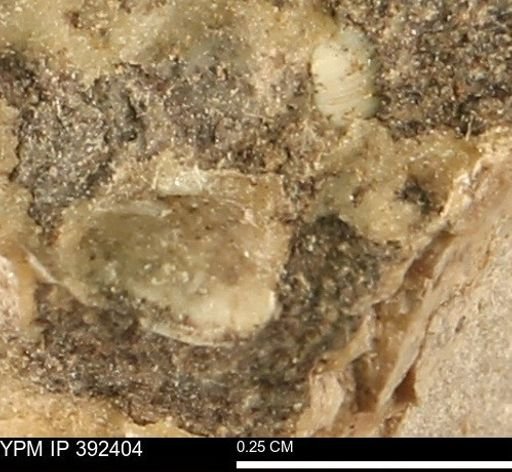 Protocardia subquadrata