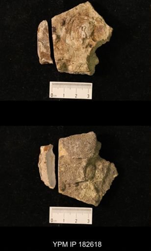 Labechia conferta