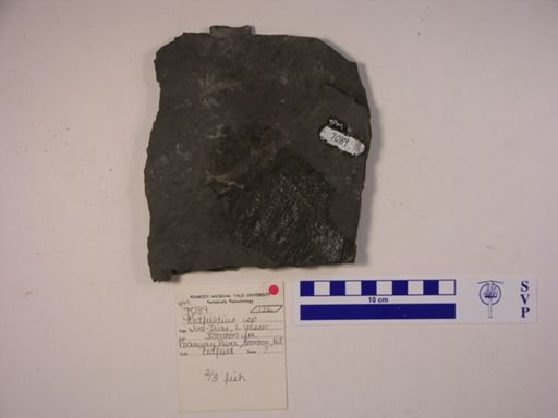 Redfieldia sp.