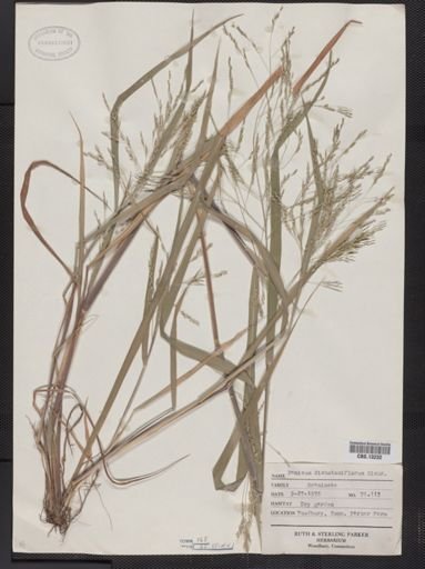 Panicum dichotomiflorum