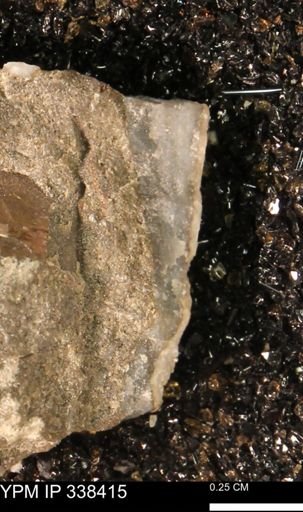 Protocardia subquadrata