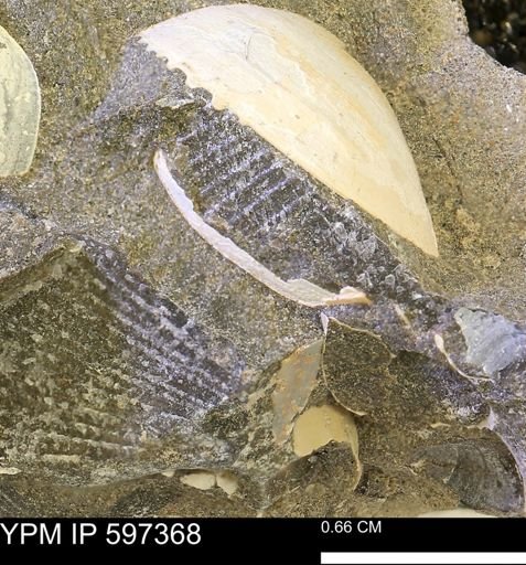 Oxytoma (Hypoxytoma) nebrascana