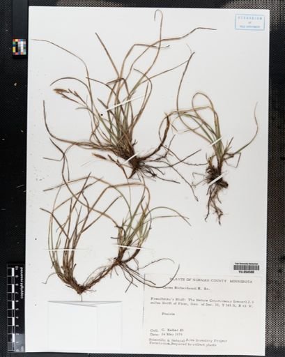 Carex richardsonii