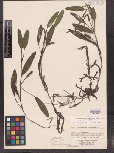 Potamogeton epihydrus var. ramosus