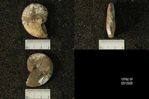 Hoploscaphites nicolletii