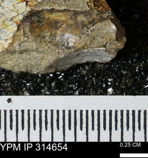 undet. Bivalvia