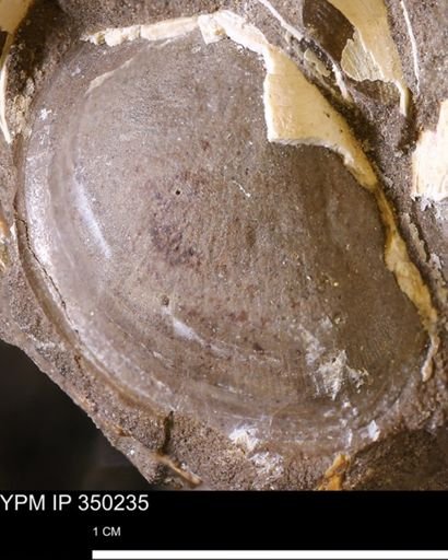 Limopsis striatopunctatus