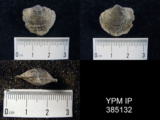 Atrypa sp.