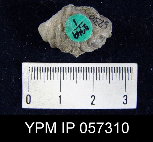 Delthyris octocostata