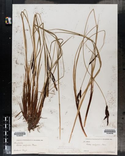 Carex nigra