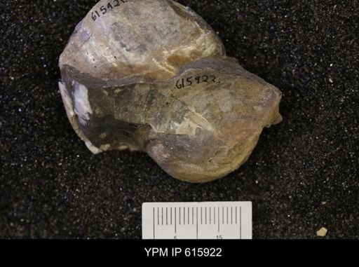 Nymphalucina?